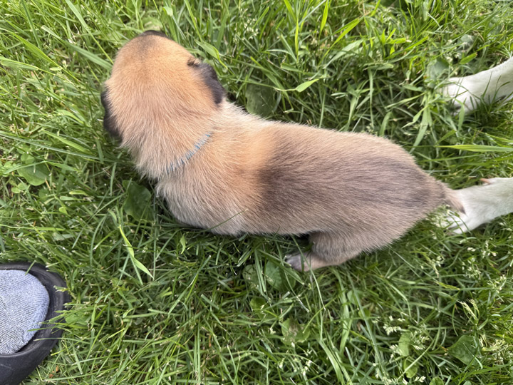 chinook dog
